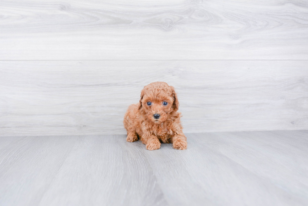 Cavapoo Puppy for Adoption