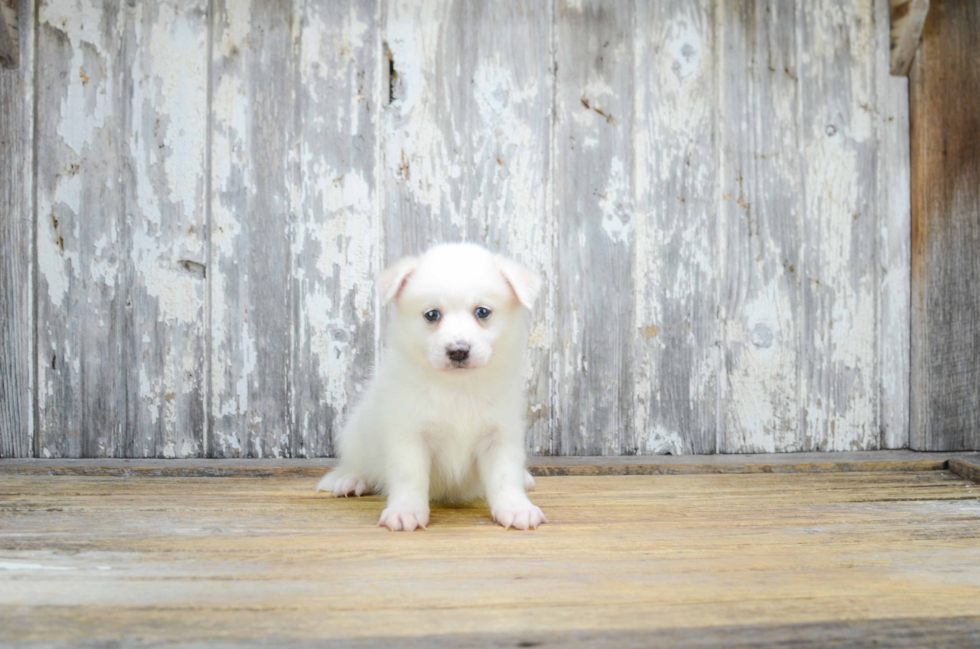 Petite Pomsky Designer Pup