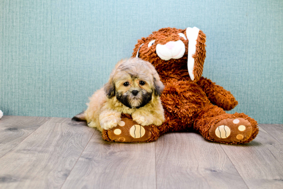 Fluffy Teddy Bear Designer Pup