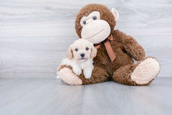 Cavachon Pup Being Cute