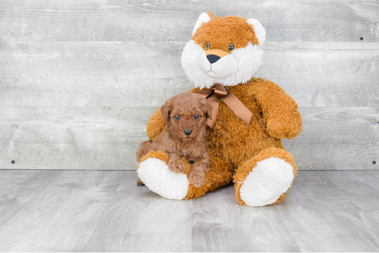 Mini Goldendoodle Puppy for Adoption