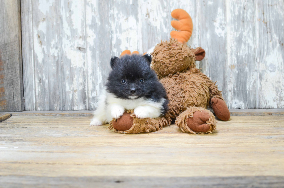 Pomeranian Pup Being Cute