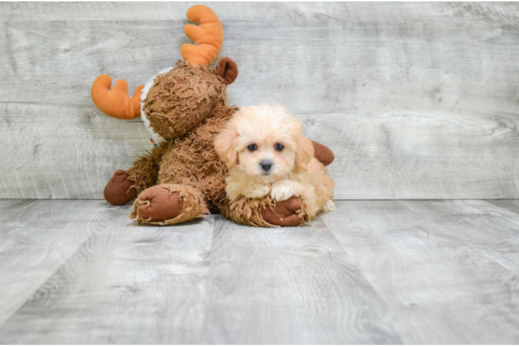 Best Cavachon Baby