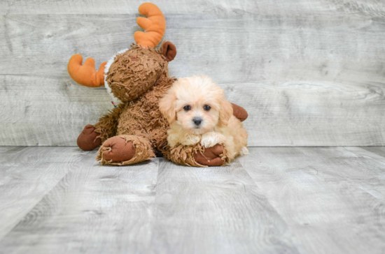 Best Cavachon Baby