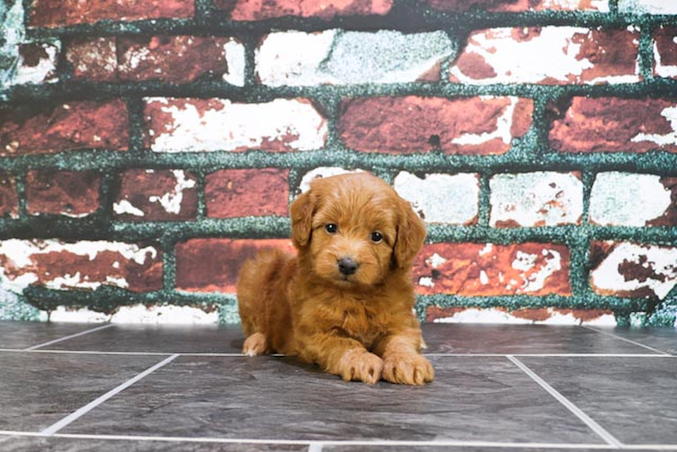 Fluffy Mini Goldendoodle Poodle Mix Pup