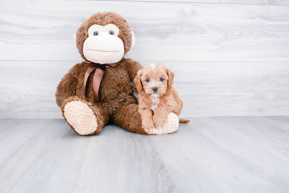 Cavapoo Pup Being Cute