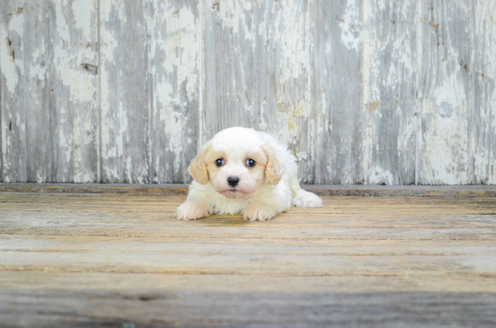 Funny Cavachon Designer Pup