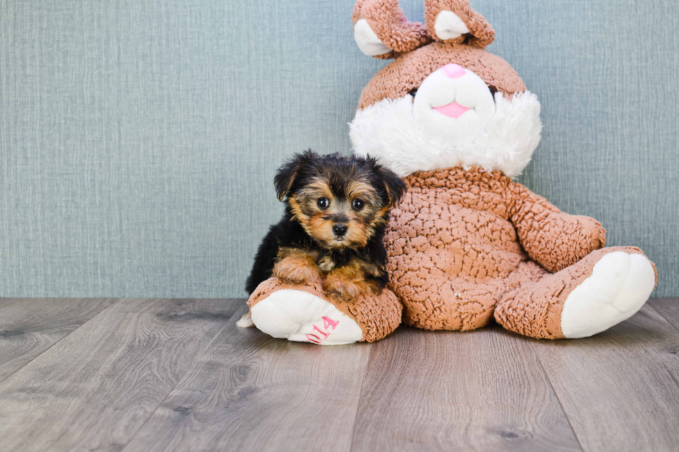 Hypoallergenic Yorkie Designer Puppy