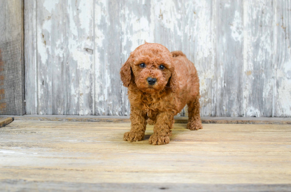 Mini Goldendoodle Pup Being Cute