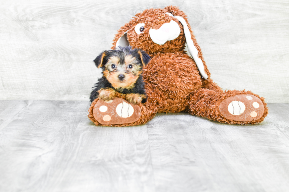 Meet Jeremy - our Yorkshire Terrier Puppy Photo 