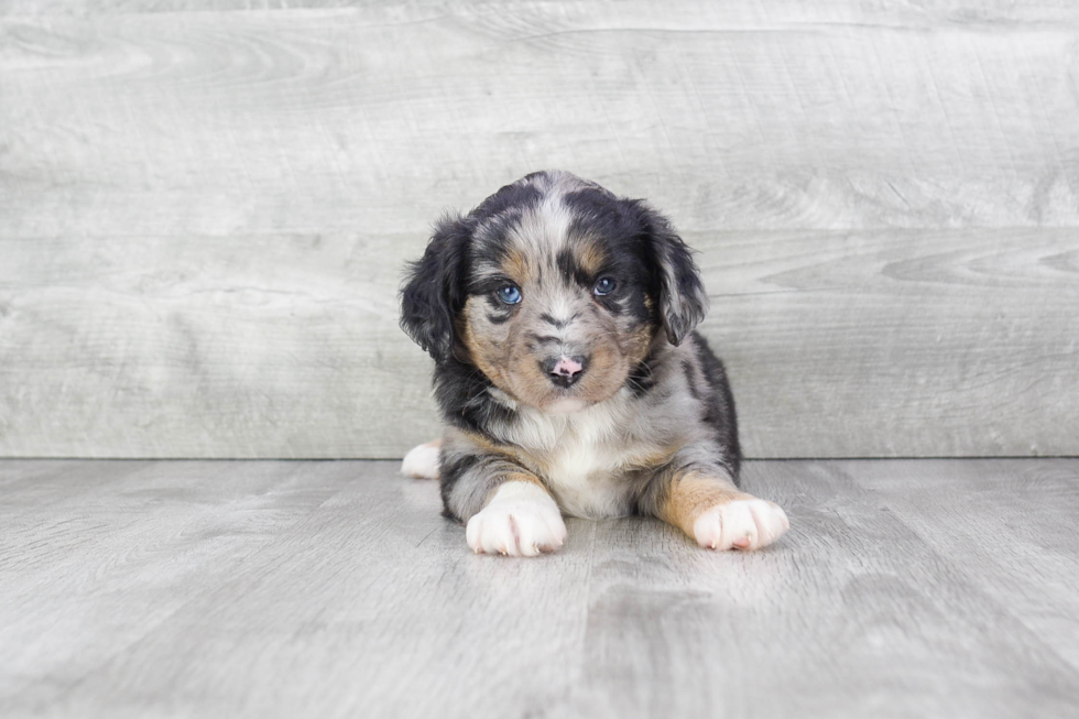 Hypoallergenic Aussiepoo Poodle Mix Puppy