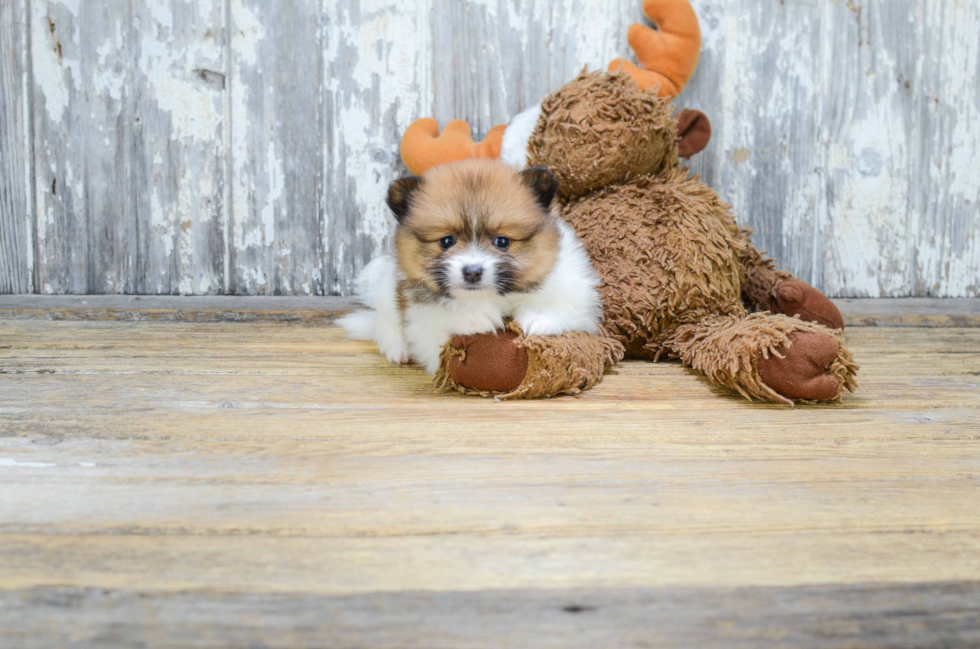 Small Pomeranian Purebred Pup