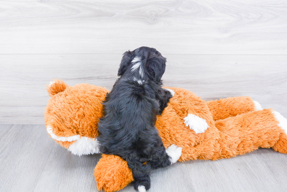 Funny Havanese Purebred Pup