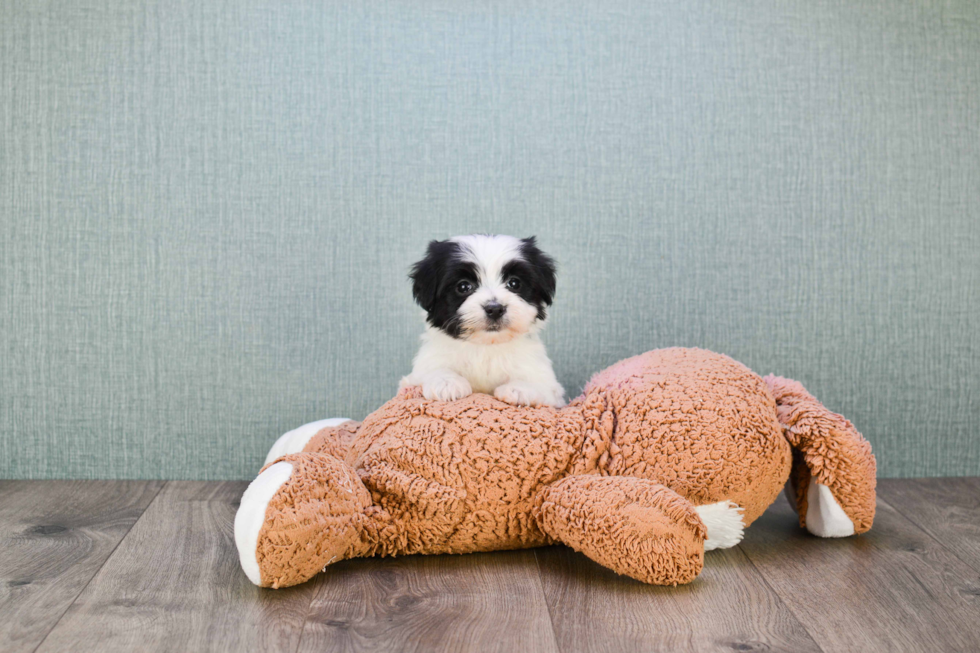 Morkie Pup Being Cute