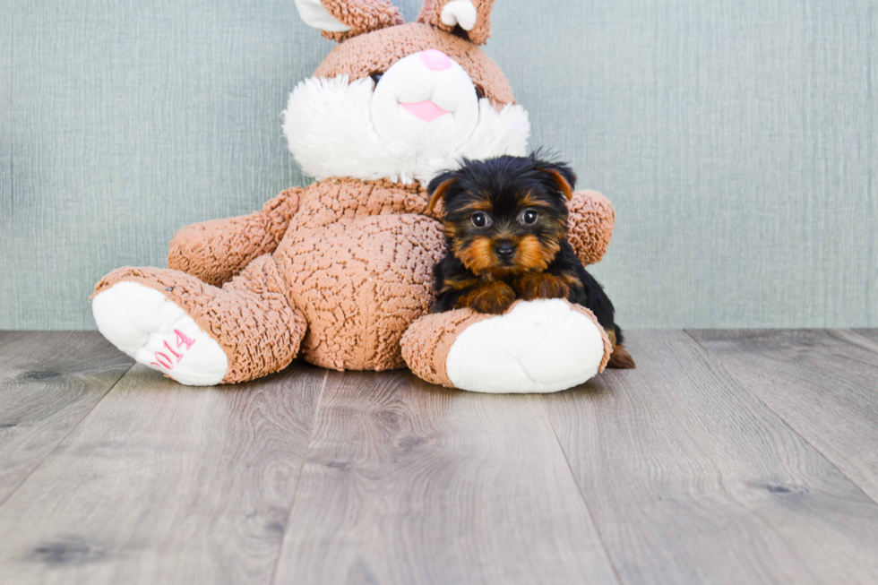 Meet Nugget - our Yorkshire Terrier Puppy Photo 