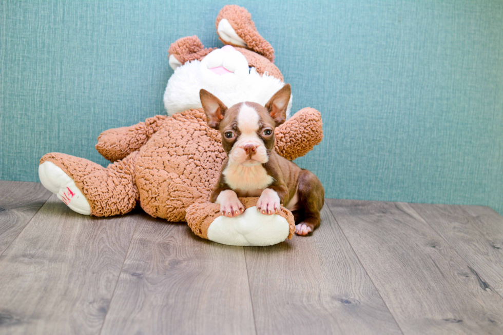 Boston Terrier Pup Being Cute