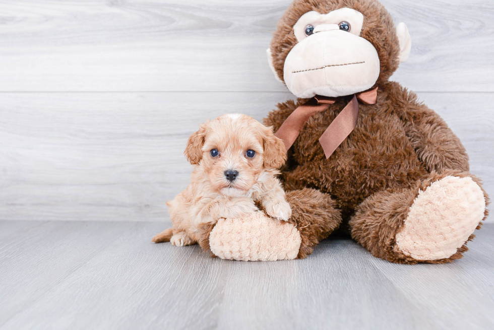 Cavapoo Puppy for Adoption