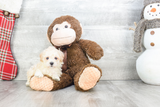 Maltipoo Pup Being Cute