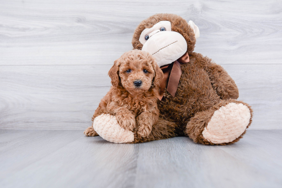 Mini Goldendoodle Pup Being Cute