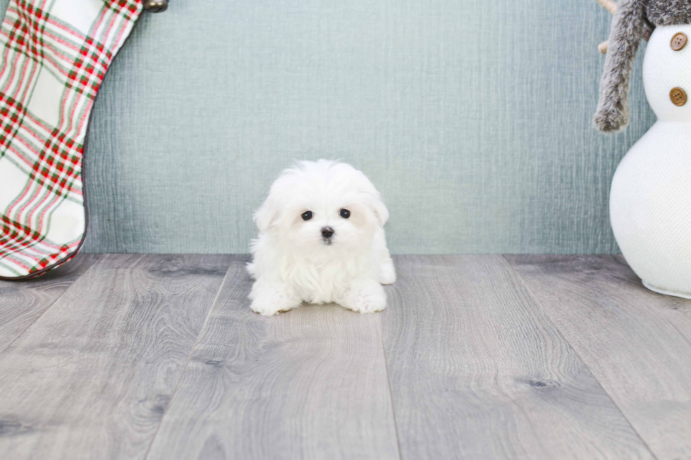 Funny Maltese Purebred Pup