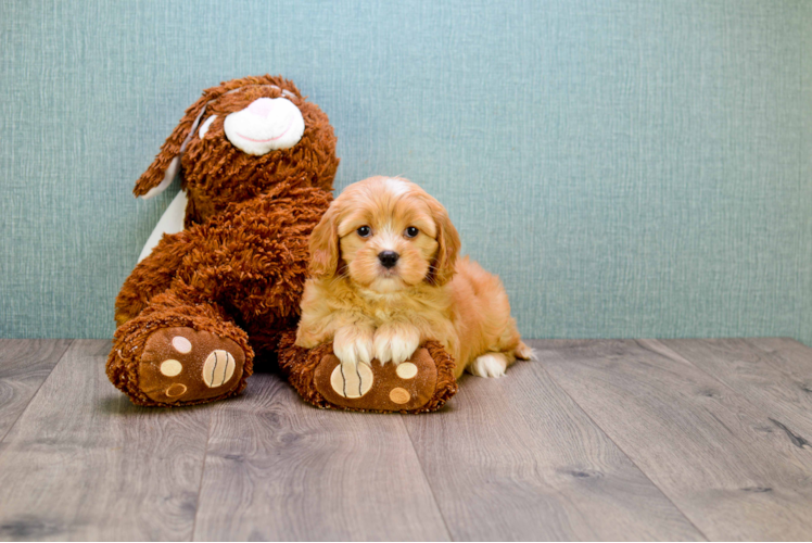 Cavachon Puppy for Adoption