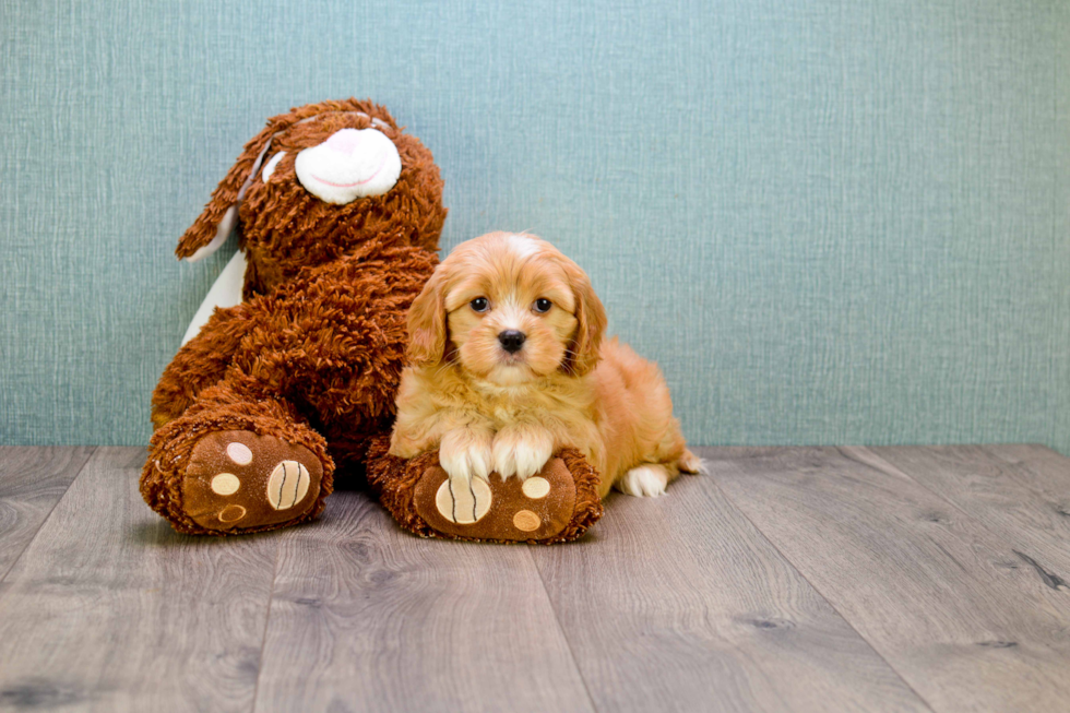 Cavachon Puppy for Adoption