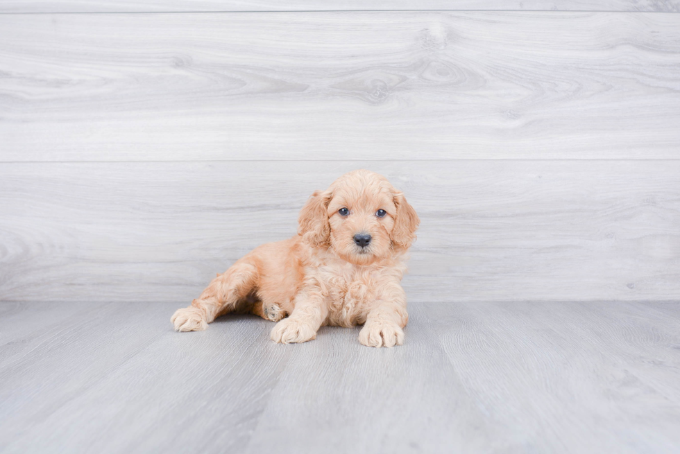 Friendly Mini Goldendoodle Baby