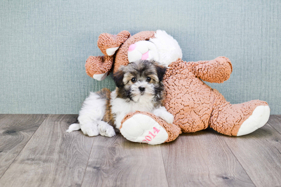 Best Havanese Baby