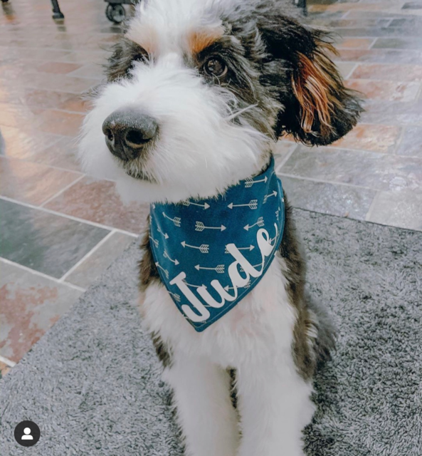 Mini Bernedoodle Puppies For Sale Your Guide To Finding The Perfect Fur Baby - meqmral