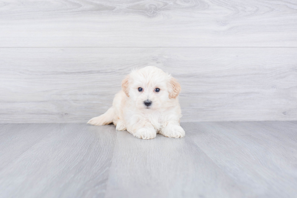 Energetic Maltepoo Poodle Mix Puppy