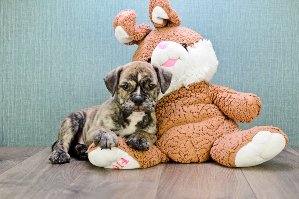 Cute English Bulldog Mix Pup