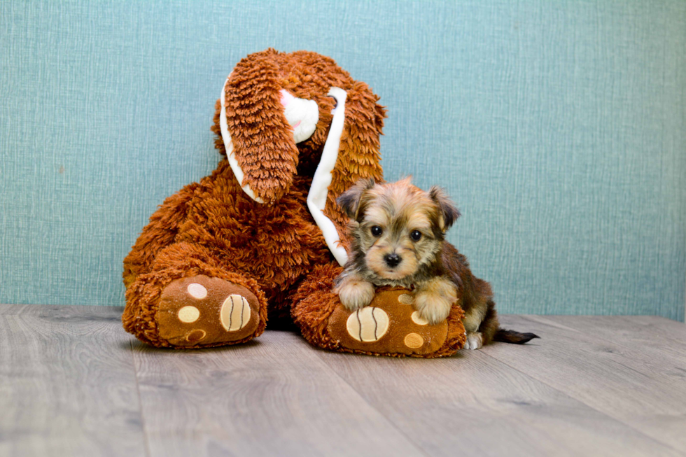 Adorable Yorkie Designer Puppy