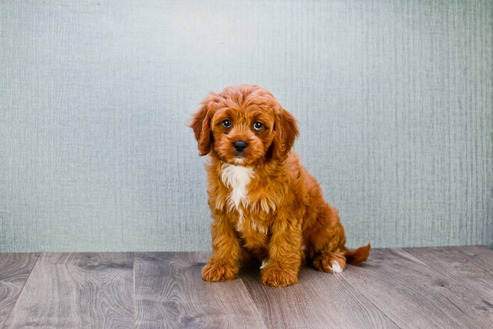 Cavapoo Puppy for Adoption