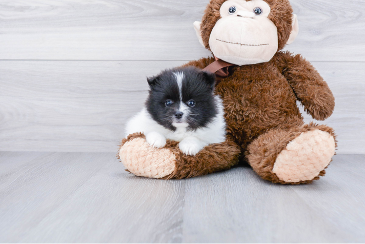 Sweet Pomeranian Purebred Puppy