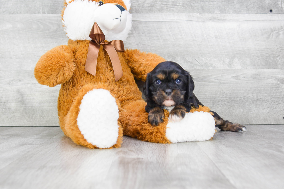 Best Cavalier King Charles Spaniel Baby