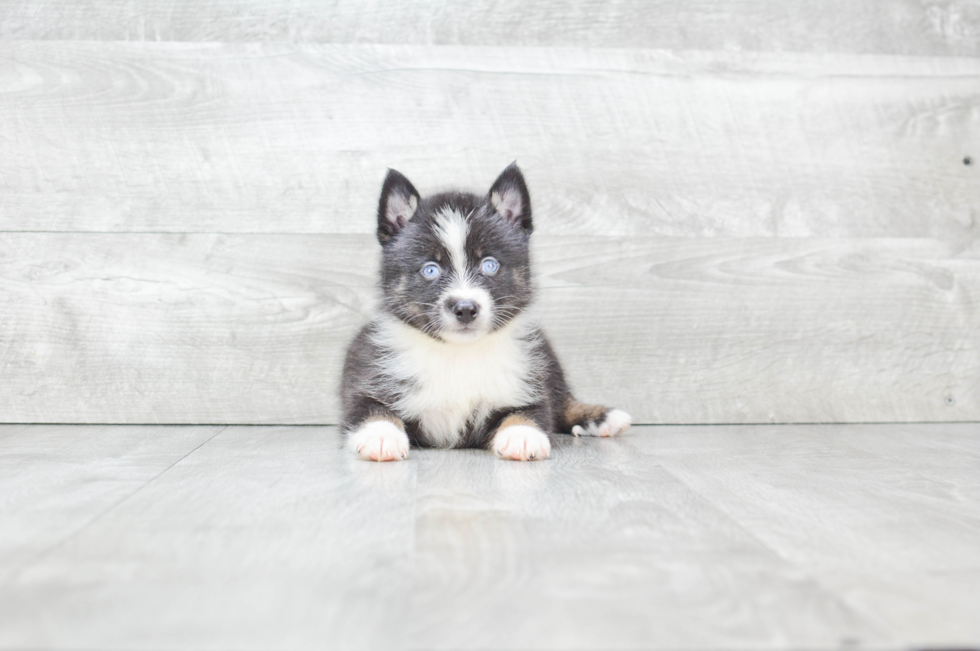 Hypoallergenic Mini Husky Designer Puppy