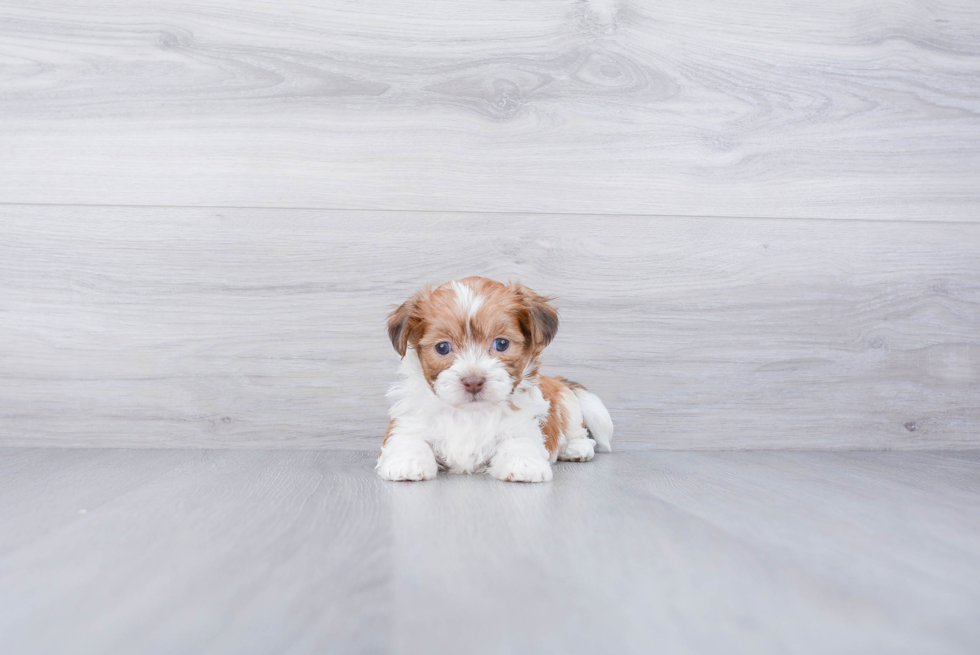 Teddy Bear Pup Being Cute