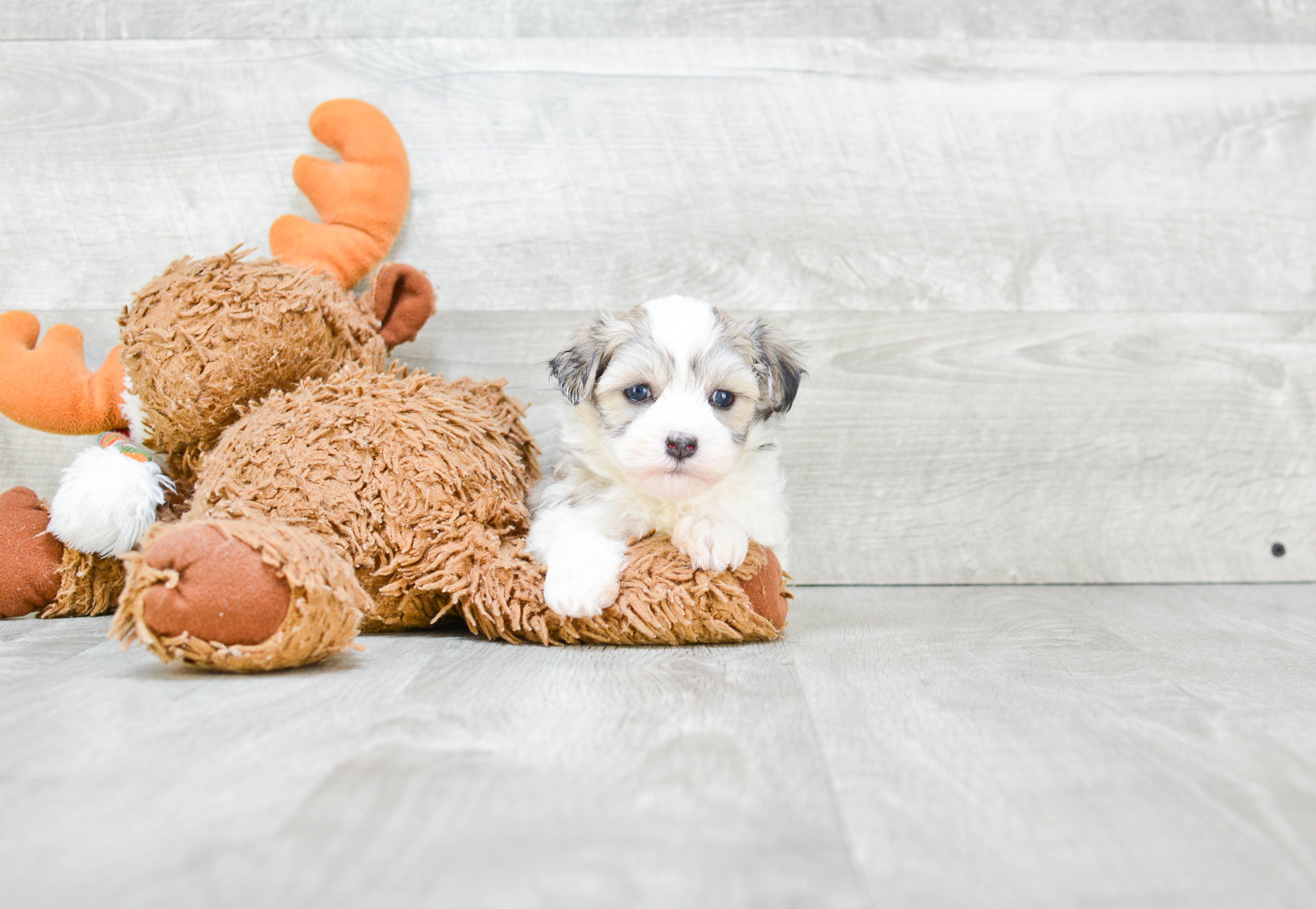 Havanese Pup Being Cute
