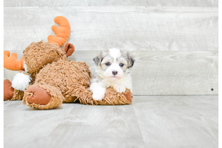 Havanese Pup Being Cute