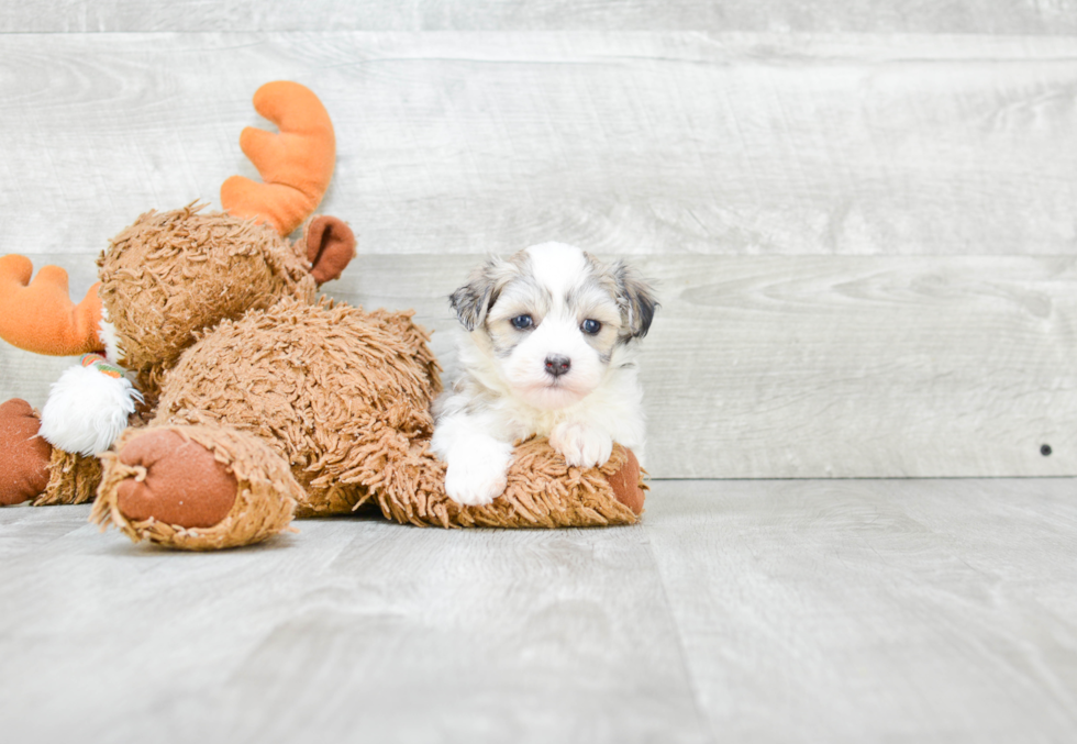 Havanese Pup Being Cute