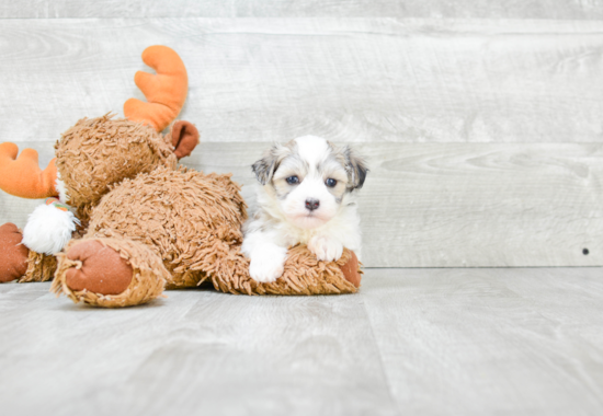 Havanese Pup Being Cute