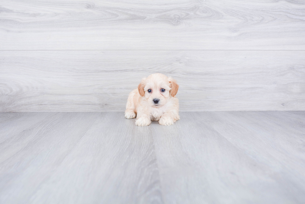 Happy Maltipoo Baby