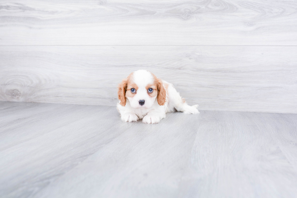 Best Cavalier King Charles Spaniel Baby