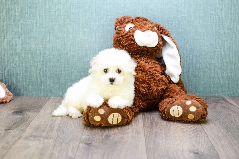 Maltipoo Puppy for Adoption