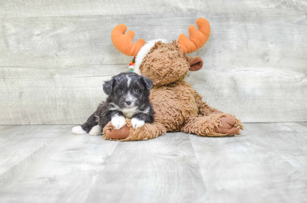 Mini Aussiedoodle Pup Being Cute