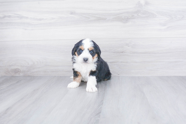 Smart Mini Bernedoodle Poodle Mix Pup