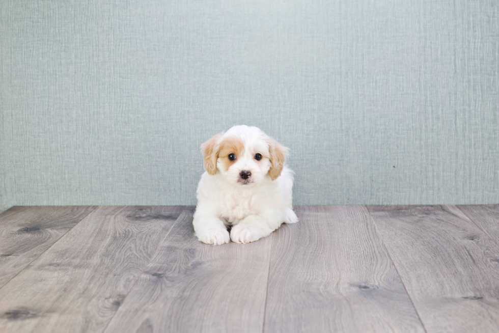 Cavapoo Pup Being Cute