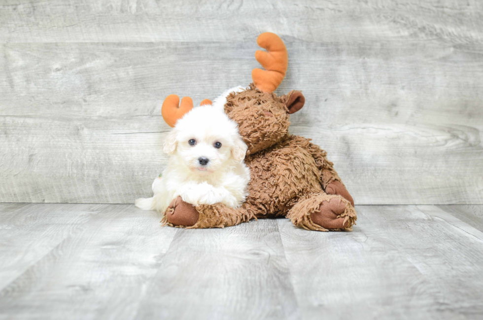 Havanese Pup Being Cute