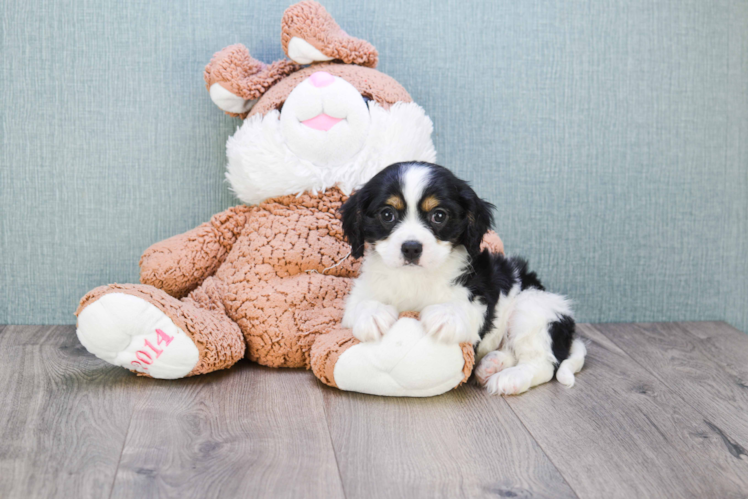 Happy Cavalier King Charles Spaniel Purebred Puppy