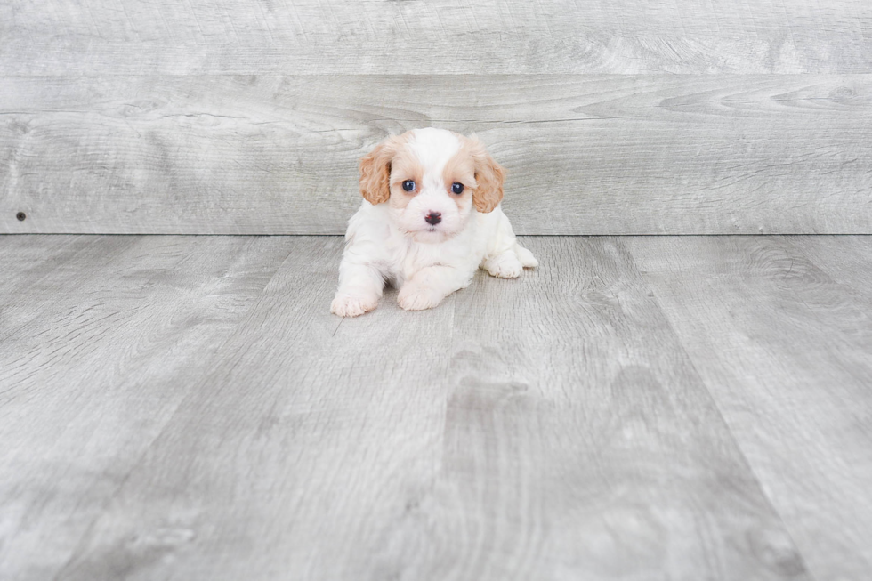 Cavapoo Pup Being Cute